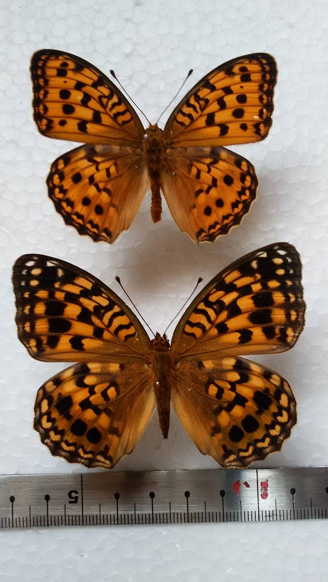k*3様 オオウラギンヒョウモン等　日本産蝶標本　21種　59頭　大型ドイツ箱入 k*3様 オオウラギンヒョウモン等 日本産蝶標本 21種 59頭