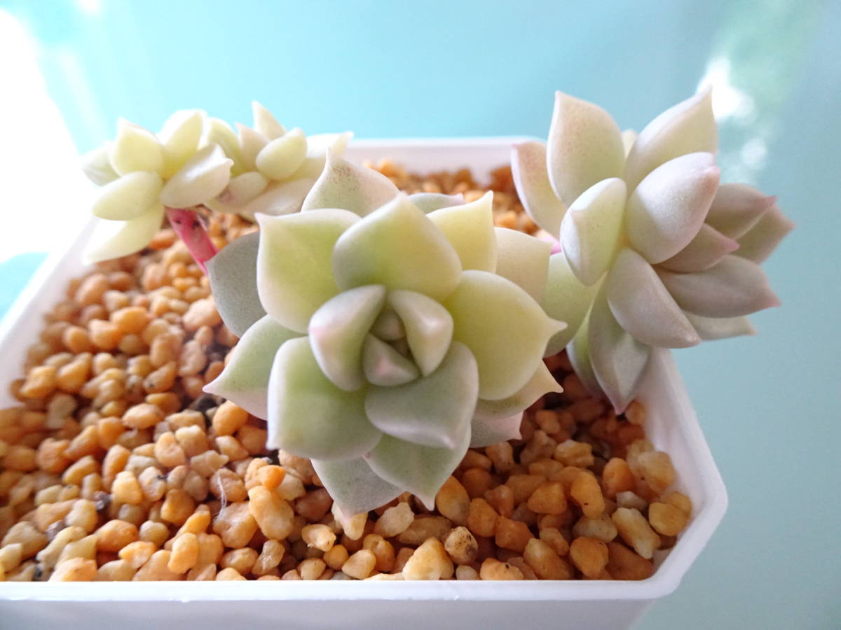 白牡丹錦 根付き苗 多肉植物 エケベリア グラプト クラッスラ セダム セデベリア 寄せ植え の落札情報詳細 ヤフオク落札価格情報 オークフリー