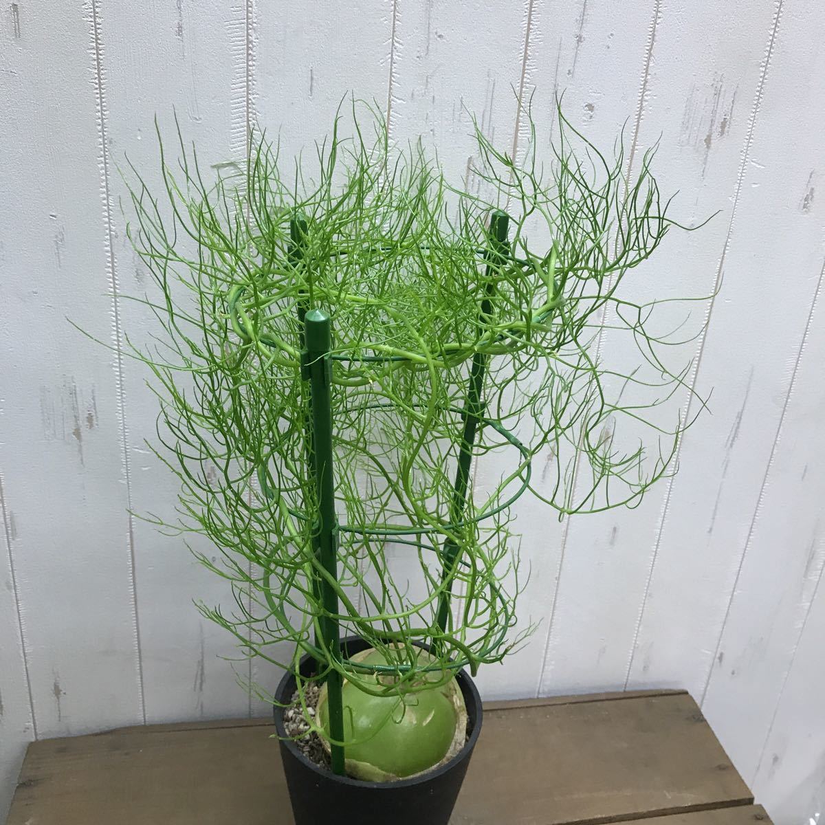 特大 ソウカクデン クライミングオニオン 5号 の落札情報詳細 ヤフオク落札価格情報 オークフリー スマートフォン版