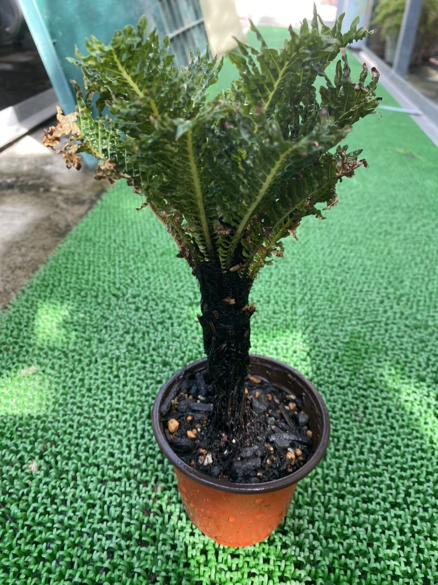 ブレクナム ギッバム ドワーフ Blechnum gibbum Dwarf I45