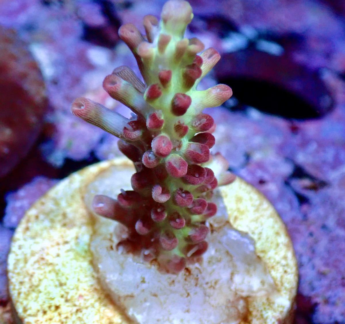 新品 Uca Acropora Sp Strawberryshortcake ストロベリーショートケーキ オーストラリア産ミドリイシ Ucaサンゴ 毒イチゴ の落札情報詳細 ヤフオク落札価格情報 オークフリー スマートフォン版 新品 Uca Acropora Sp Strawberryshortcake ストロベリーショートケーキ オーストラリア産ミドリイシ Ucaサンゴ 毒イチゴ の落札情報詳細 ヤフオク落札価格情報 オークフリー スマートフォン版