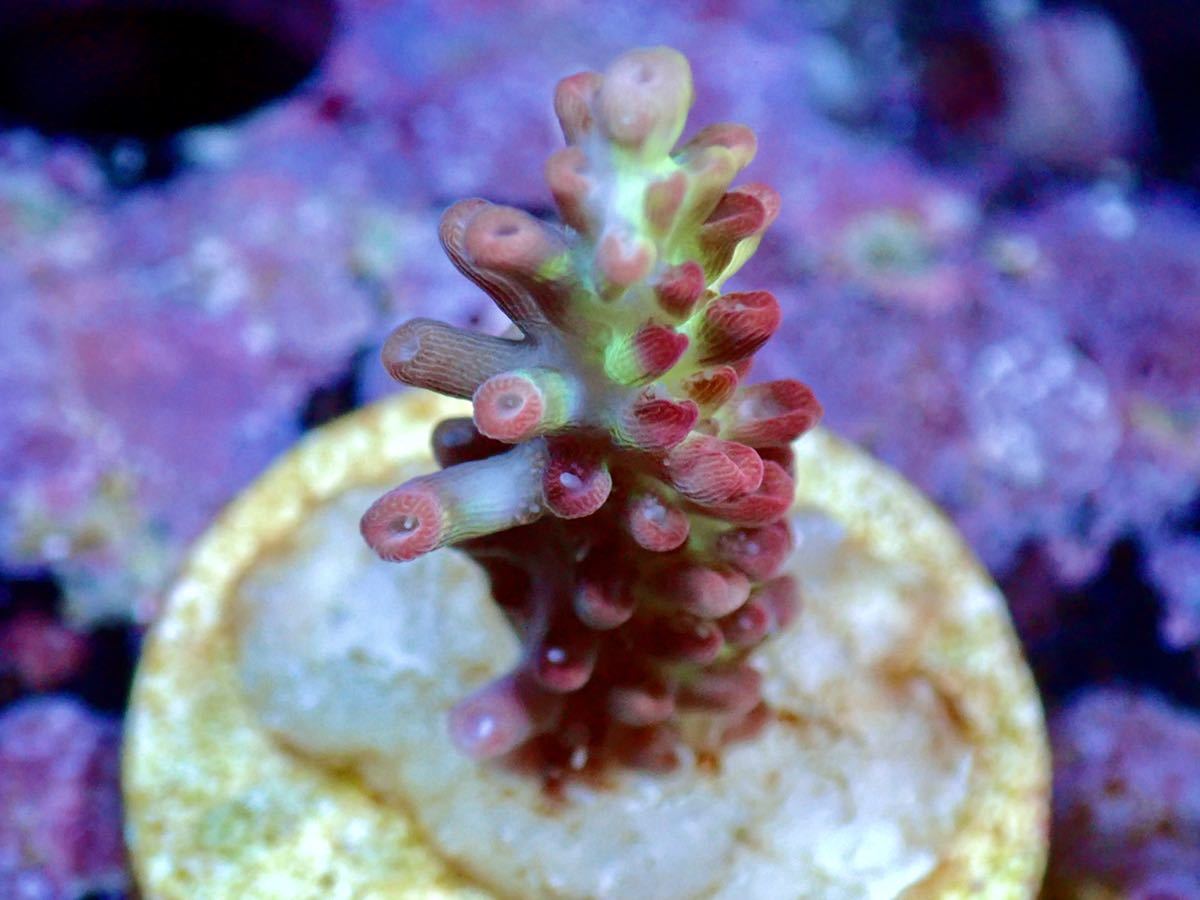 新品 Uca Acropora Sp Strawberryshortcake ストロベリーショートケーキ オーストラリア産ミドリイシ Ucaサンゴ 毒イチゴ の落札情報詳細 ヤフオク落札価格情報 オークフリー スマートフォン版 新品 Uca Acropora Sp Strawberryshortcake ストロベリーショートケーキ オーストラリア産ミドリイシ Ucaサンゴ 毒イチゴ の落札情報詳細 ヤフオク落札価格情報 オークフリー スマートフォン版
