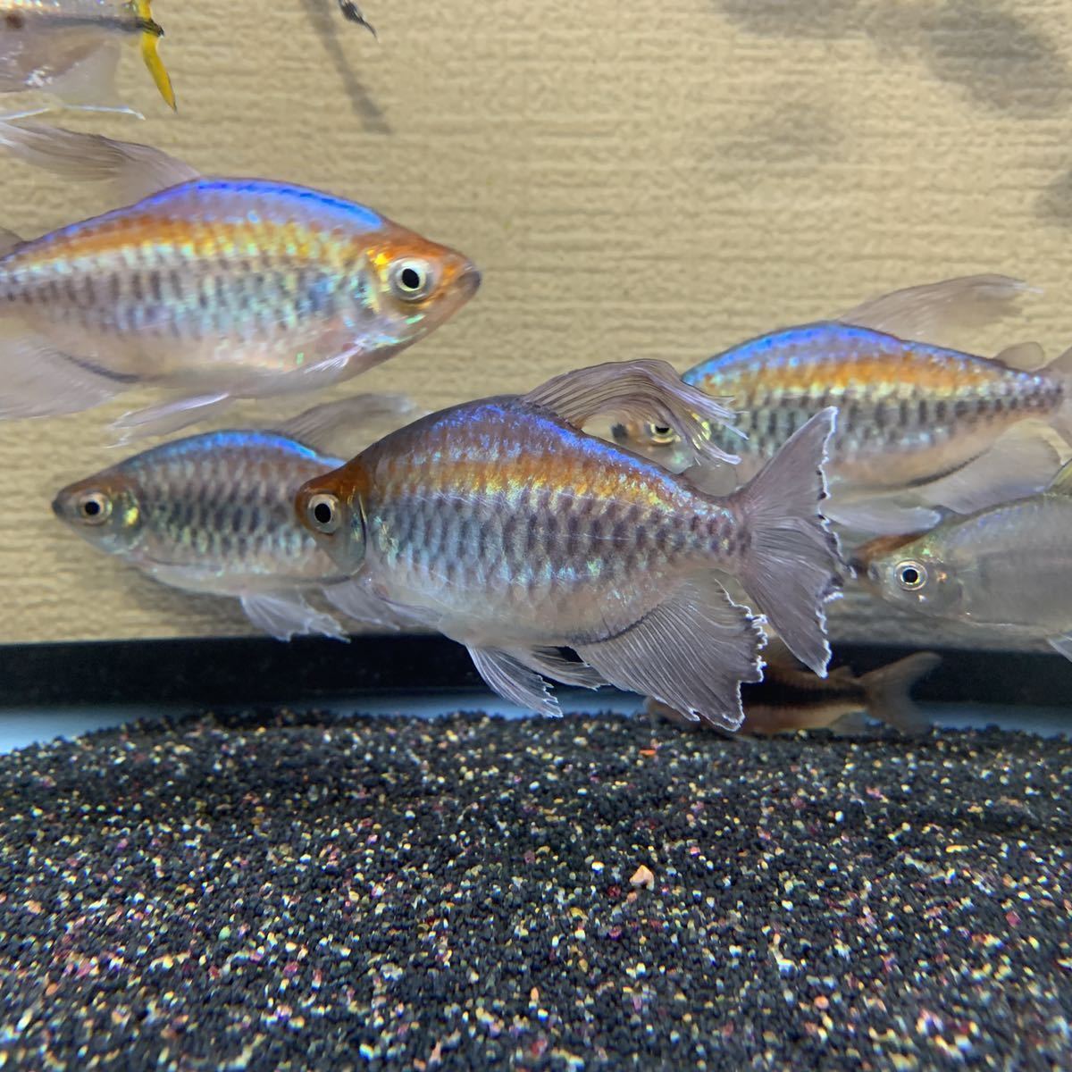 コンゴテトラ オス6匹 メス3匹 オス約10センチ メス約6センチ 熱帯魚 の落札情報詳細 ヤフオク落札価格情報 オークフリー スマートフォン版