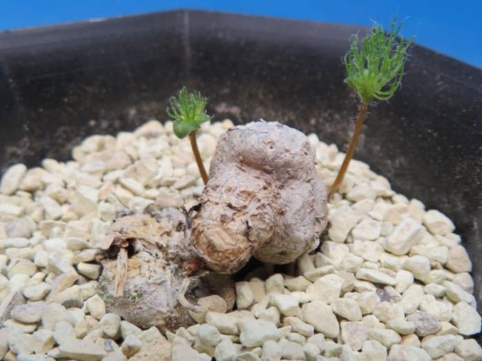 133 Eriospermum paradoxum 樹氷玉 エリオスペルマム パラドクサム