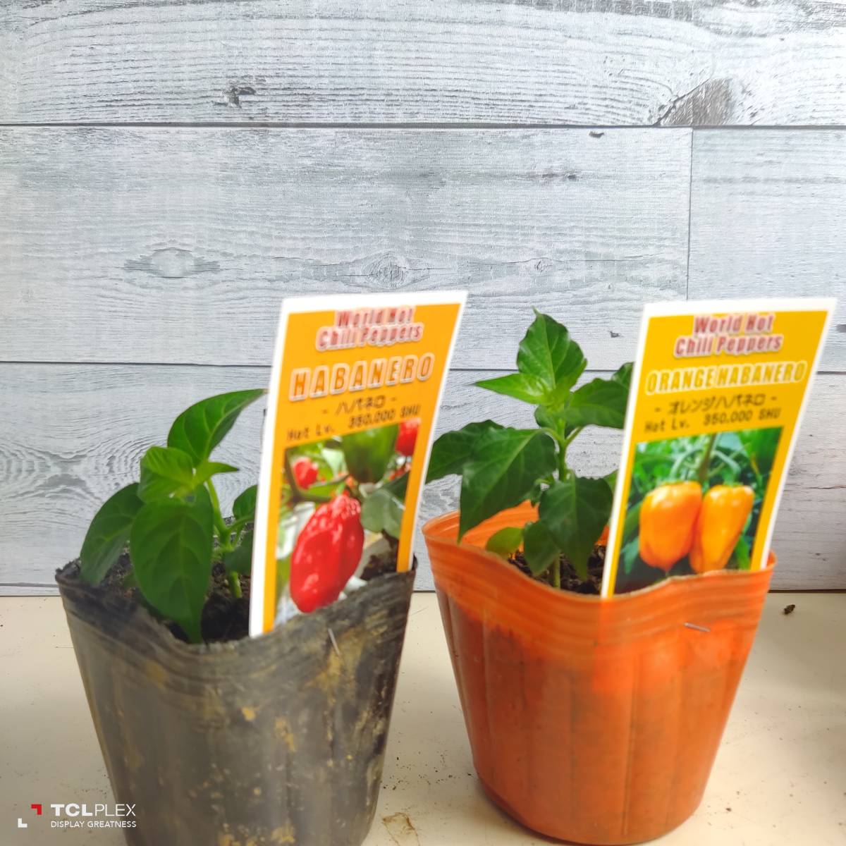 新品 ハバネロ オレンジハバネロ 2個セット スコヴィル Habanero Orange 世界のトウガラシ唐辛子 チリ ペッパー とうがらし 苗 の落札情報詳細 ヤフオク落札価格情報 オークフリー