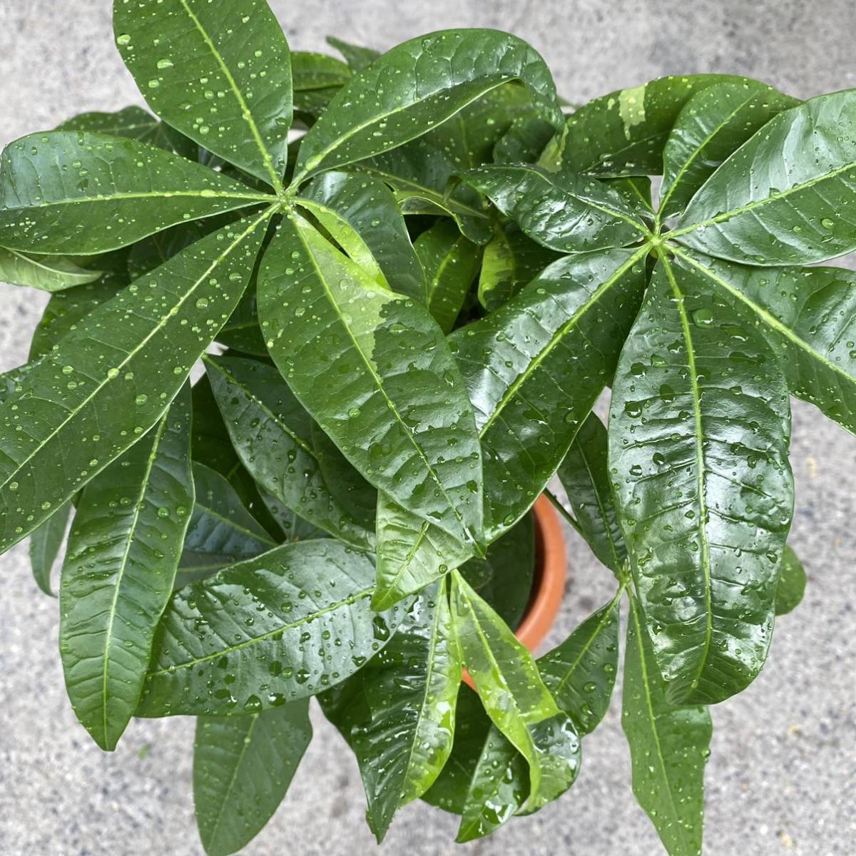 パキラ グラブラ 黄斑入り オリジナル個体 ５本中１本のみ斑入り の落札情報詳細 ヤフオク落札価格情報 オークフリー スマートフォン版