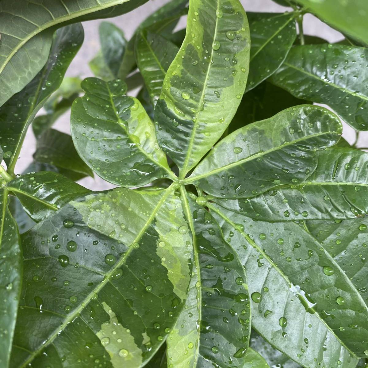 パキラ グラブラ 黄斑入り オリジナル個体 ５本中１本のみ斑入り の落札情報詳細 ヤフオク落札価格情報 オークフリー スマートフォン版