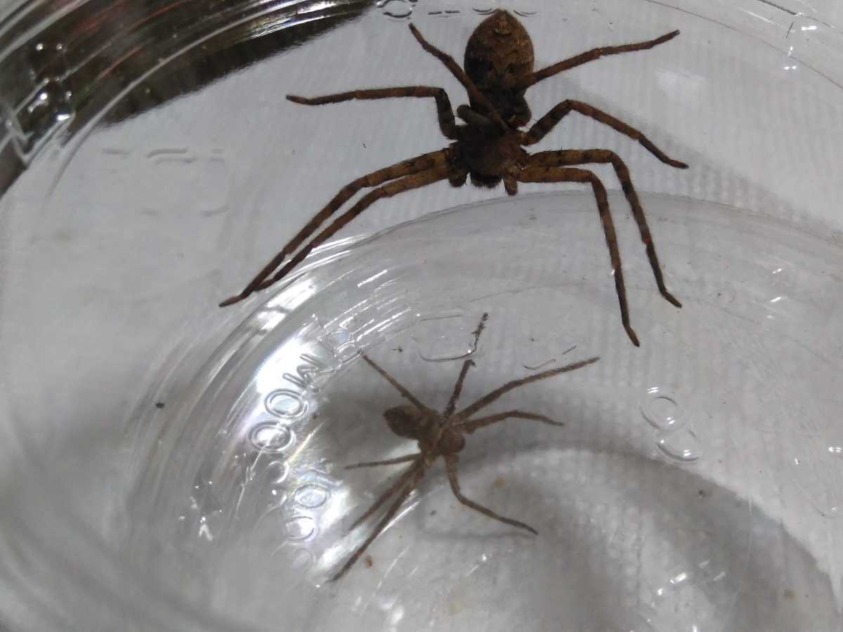 今年も話題の アシダカグモ軍曹 2匹セット オス メスのペアです 繁殖用に ゴキブリ退治で活躍してくれます 蜘蛛 クモ 害虫ゴキブリ駆除 Staging Fiorillicaffe Com