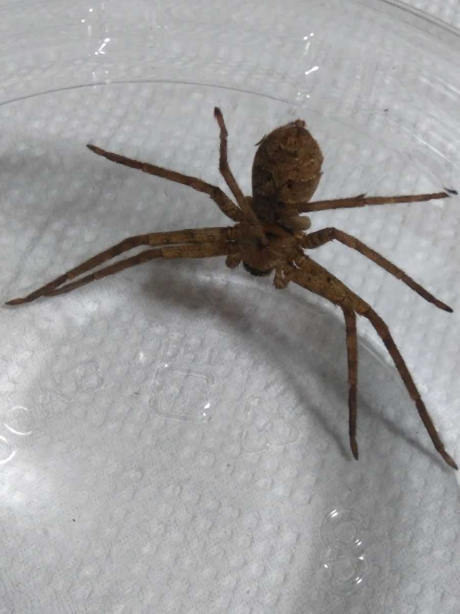 今年も話題の アシダカグモ軍曹 2匹セット オス メスのペアです 繁殖用に ゴキブリ退治で活躍してくれます 蜘蛛 クモ 害虫ゴキブリ駆除 Staging Fiorillicaffe Com