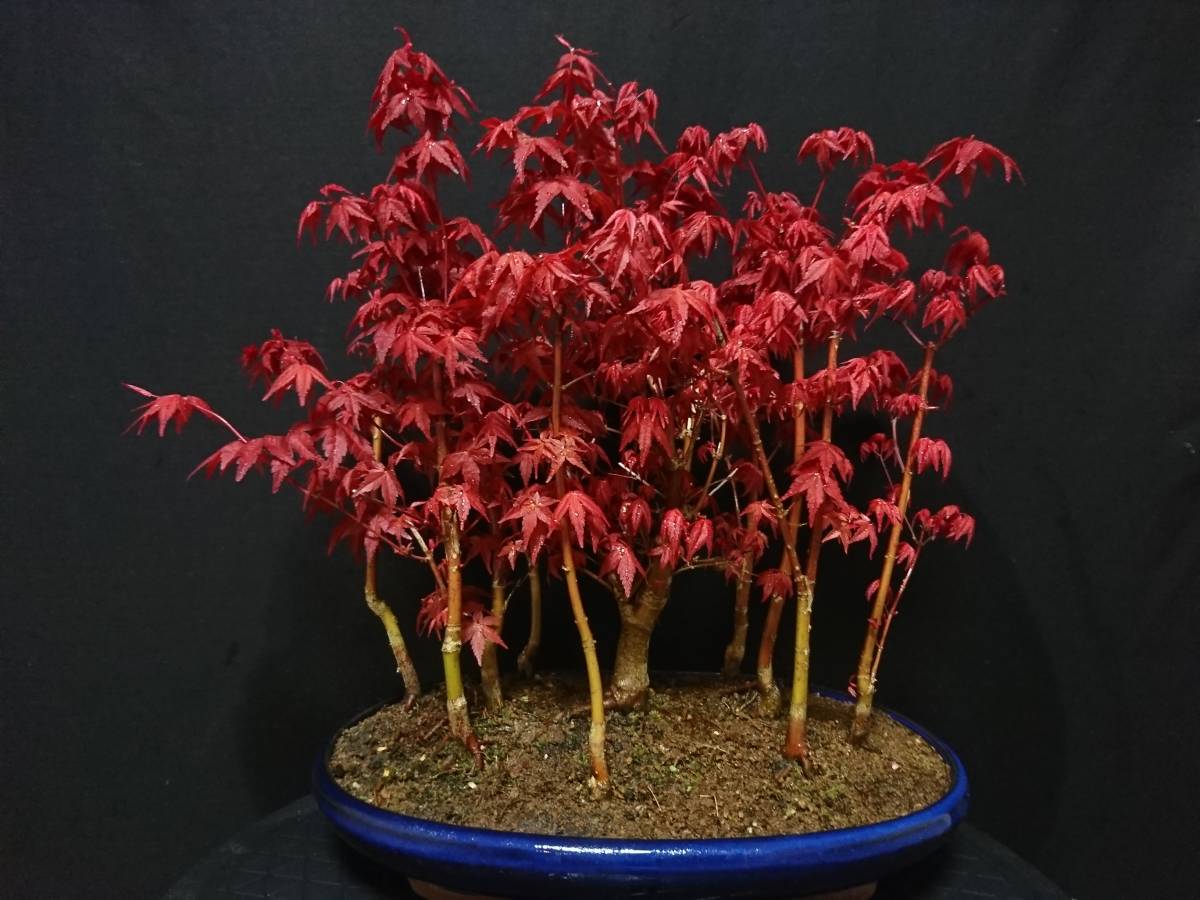 盆栽型モミジ 出猩々モミジ 出猩々もみじ 盆栽 モミジ盆栽 デショウ