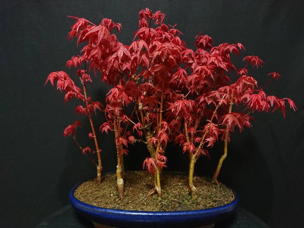 ビャクシン】紅葉[出猩々]／モミジ[デショウジョウ] 樹高22㎝ 小品