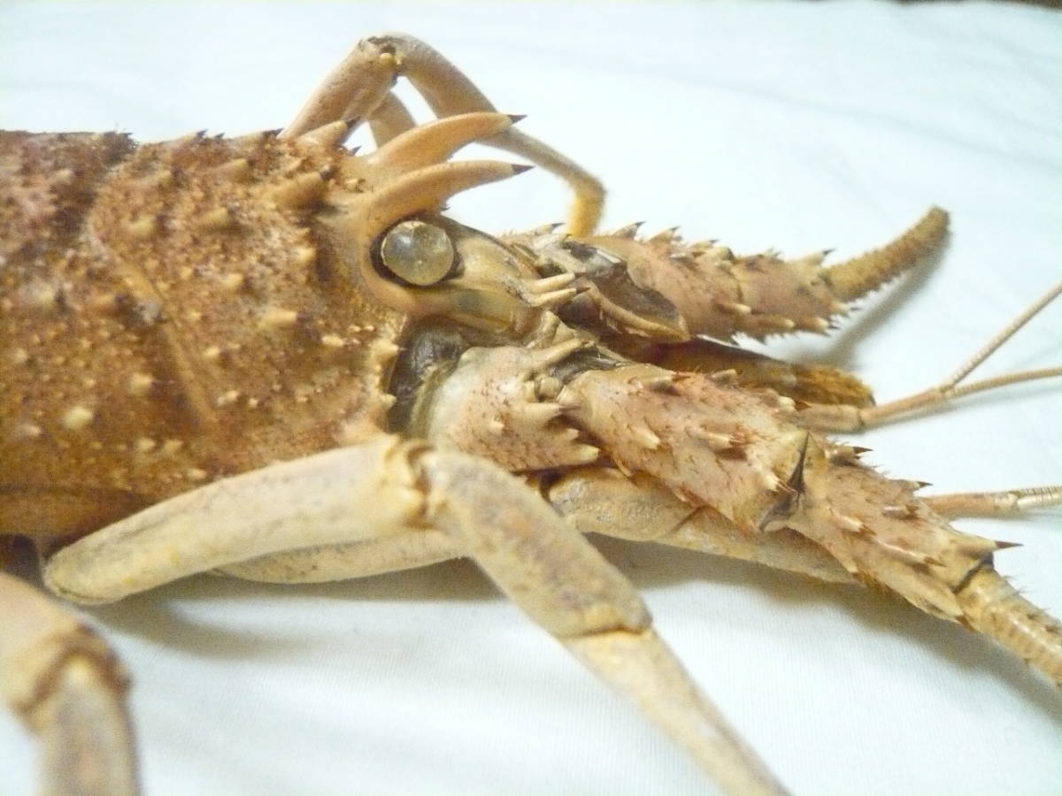 伊勢海老はく製 特大 伊勢海老 エビ 剥製 壁掛け 標本 額縁 飾り物(科学、自然)｜売買