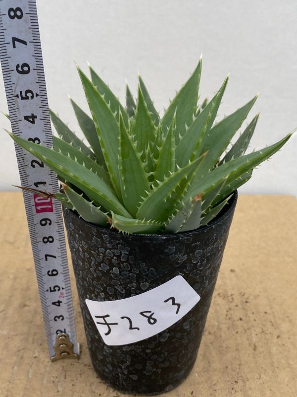 新品 チ2 多肉植物 実生 アロエ ポリフィラ アロエ 種から発芽 Aloe Polyphylla の落札情報詳細 ヤフオク落札価格情報 オークフリー スマートフォン版