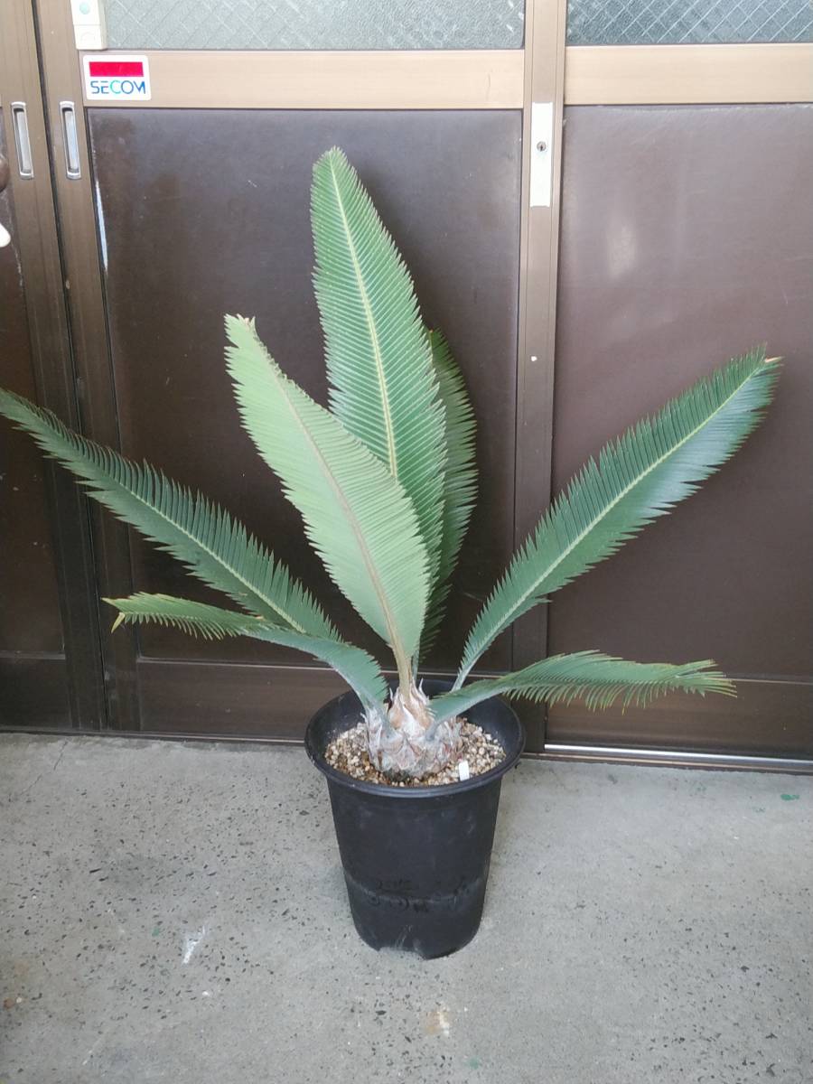 ディオーンメロラエ(ゴールデン) Dioon merolae golden 【公式通販】