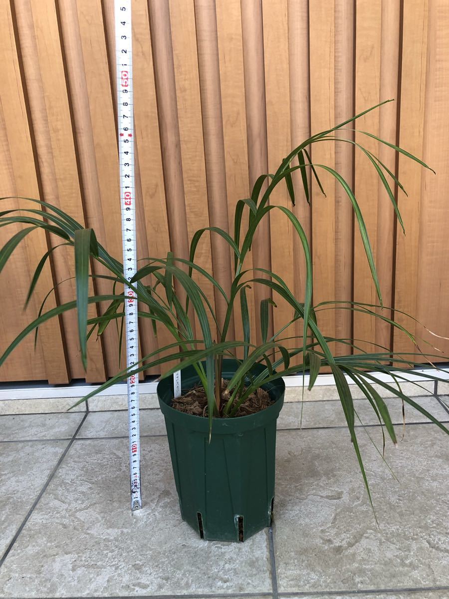 耐寒ヤシ Dypsis decipiens（マナンベヤシ）送料無料の落札情報詳細 