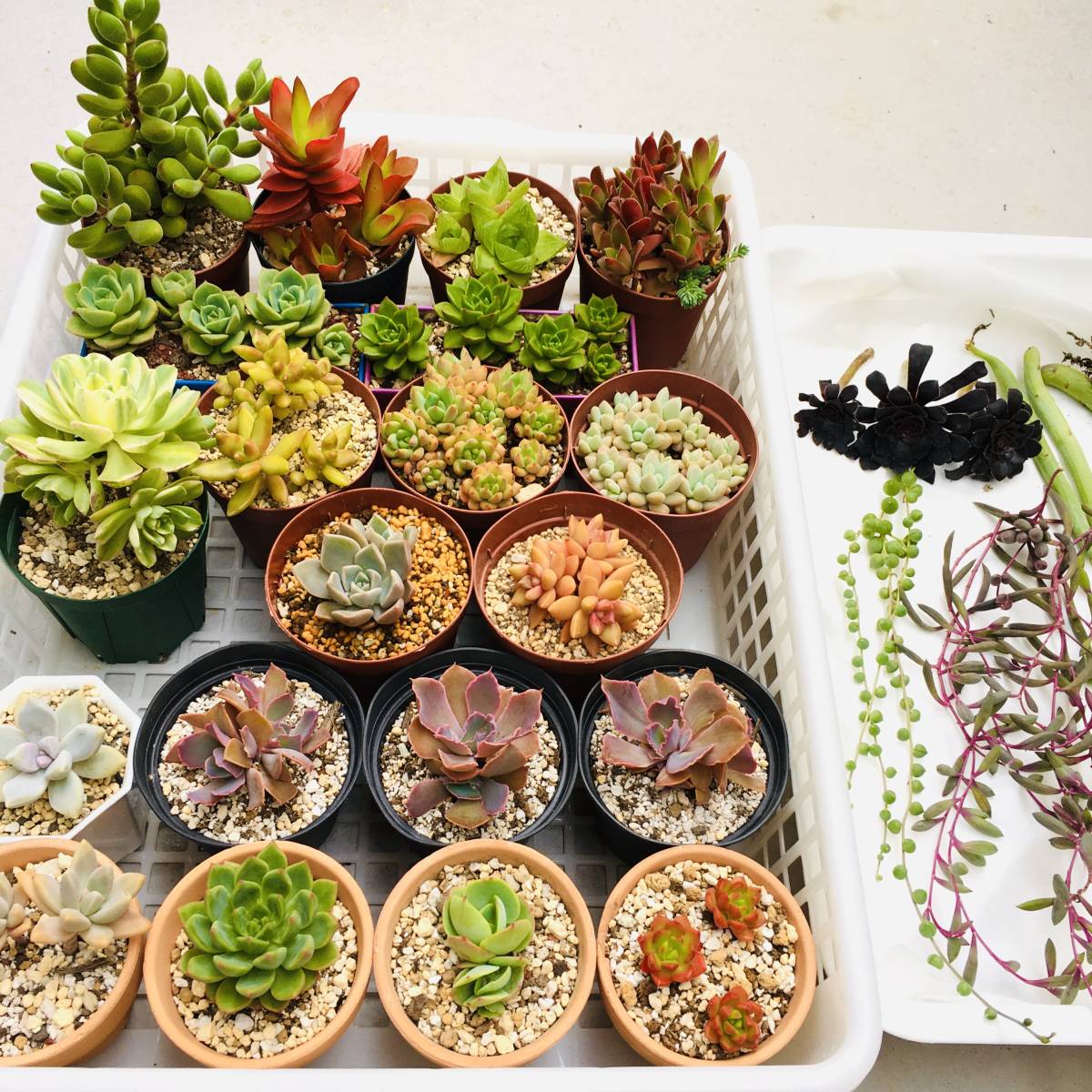 多肉植物 25種類80個以上エケベリア セデベリア セダム クラッスラ アエオニウムなど 七宝樹ネオンブレーカーズ 錦 群生鉢植え の落札情報詳細 ヤフオク落札価格情報 オークフリー スマートフォン版