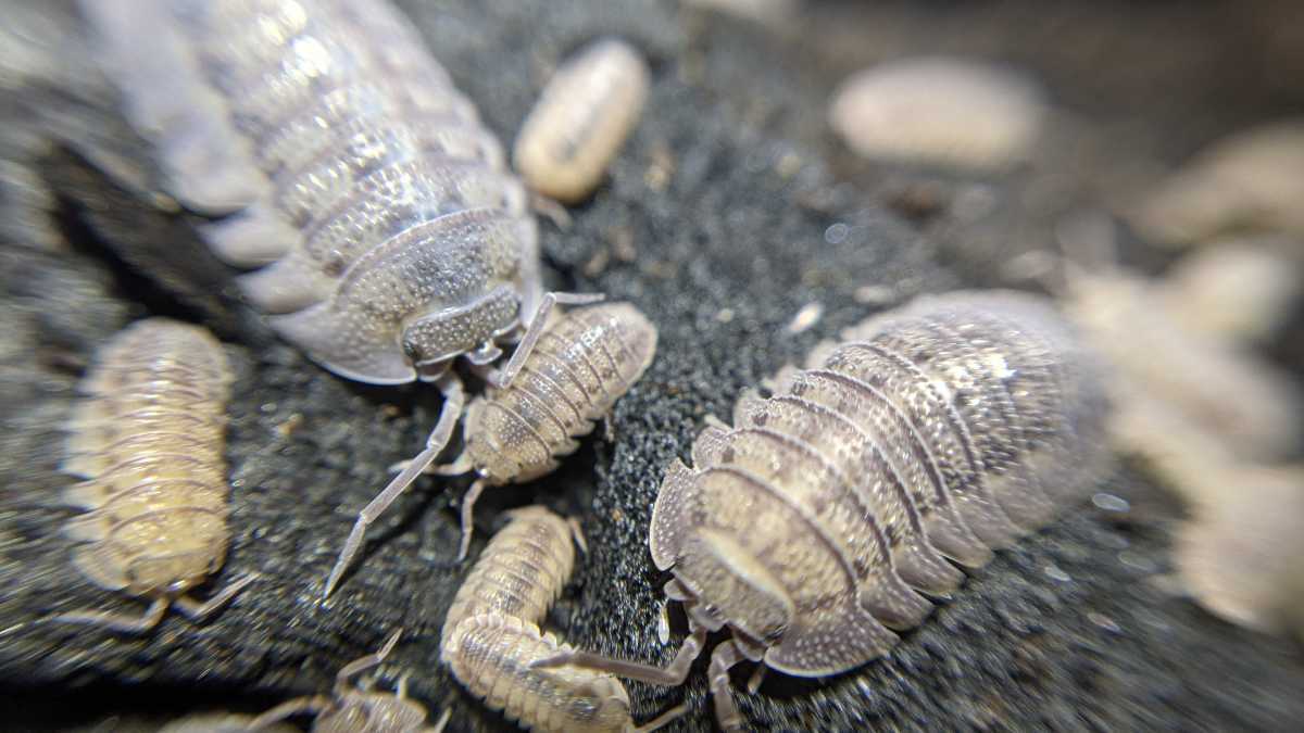 ペラッカエダンゴムシ 匹以上 エサ付き サメハダ Armadillidium Peraccae ダンゴムシ ワラジムシ の落札情報詳細 ヤフオク落札価格情報 オークフリー スマートフォン版
