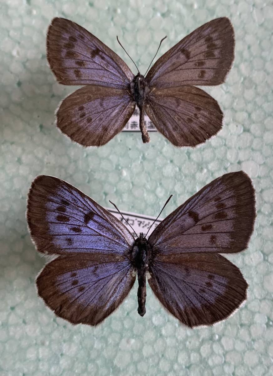 蝶の標本 オオゴマシジミ、ゴマシジミ類 オオゴマシジミ標本