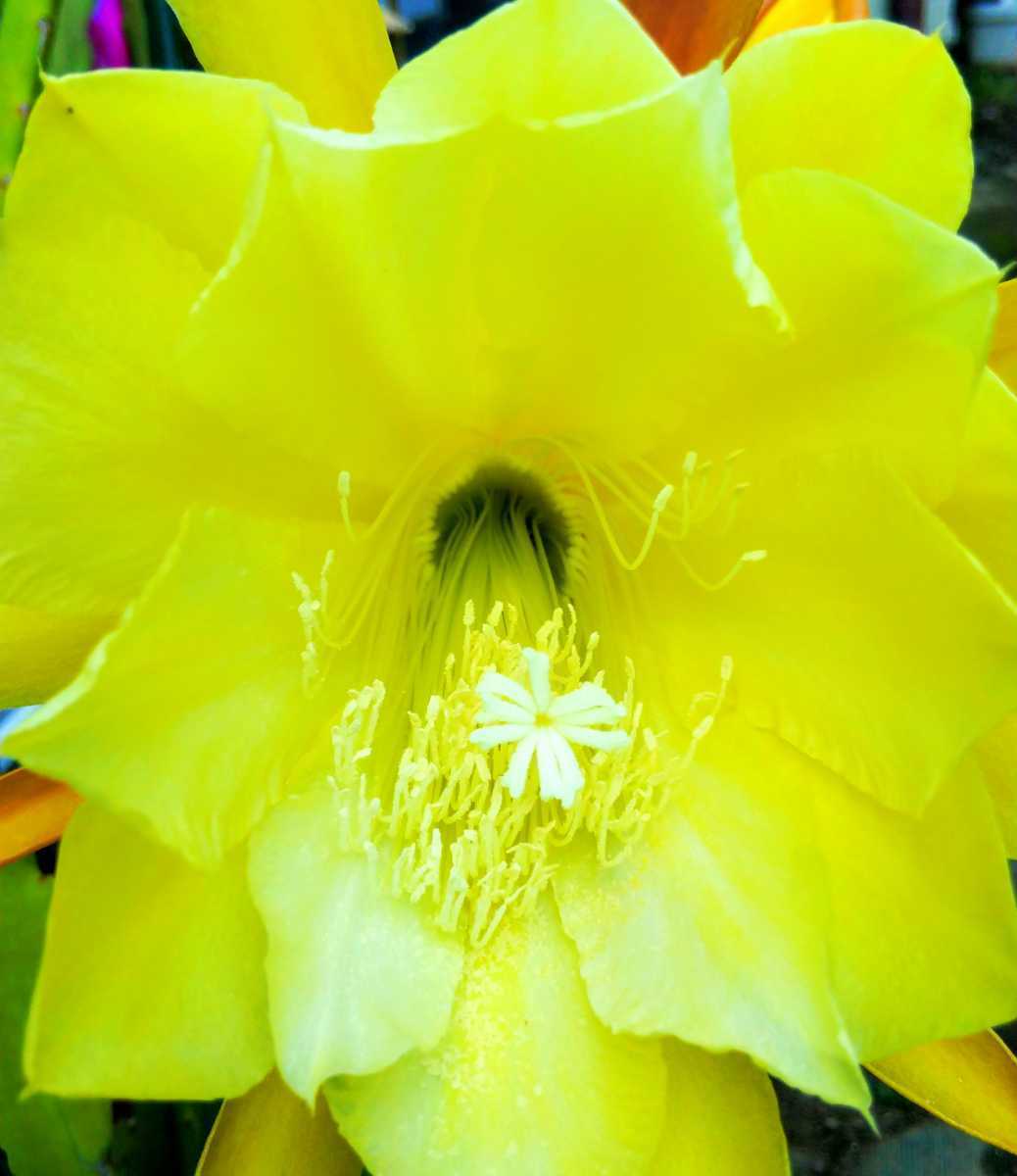 新品 クジャクサボテン 黄金の光 さし木用枝2本 3 の落札情報詳細 ヤフオク落札価格情報 オークフリー スマートフォン版