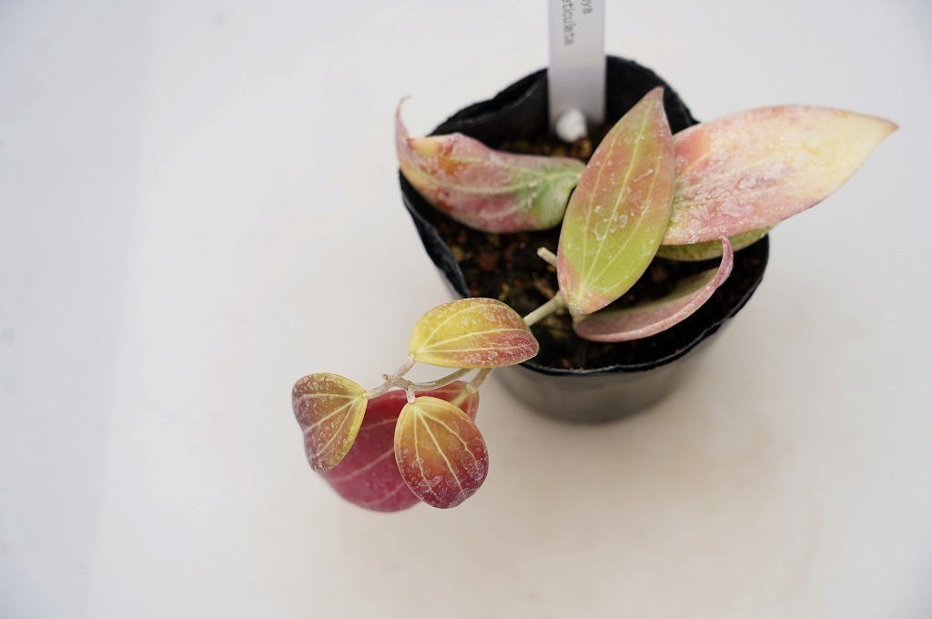 新品 To サクララン 桜蘭 Hoya Reticulata ホヤ レティクラタ 観葉植物 多肉 つる性 葉もきれいな種類 3号ポット苗 現品 60サイズ の落札情報詳細 ヤフオク落札価格情報 オークフリー スマートフォン版