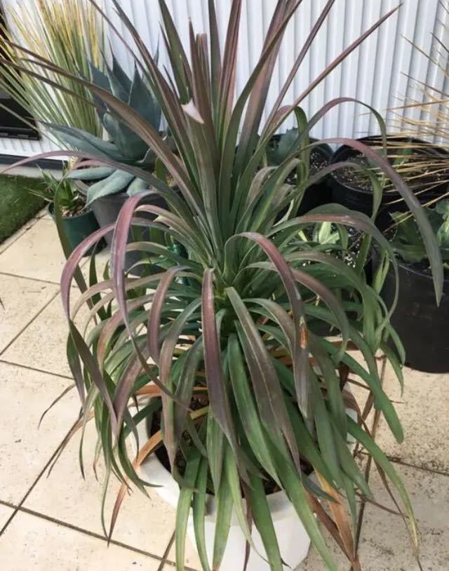 名作 耐寒性ユッカ大株エレファンティペス 南国リゾート ドライガーデン 植物 観葉植物 Dunyaintl Com