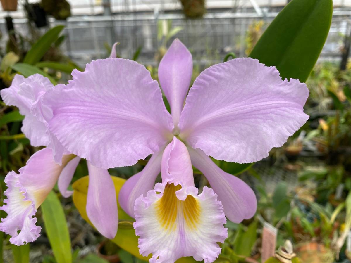洋蘭原種カトレア C.gaskelliana concolor 'Rosea' (OG) (花付き)の