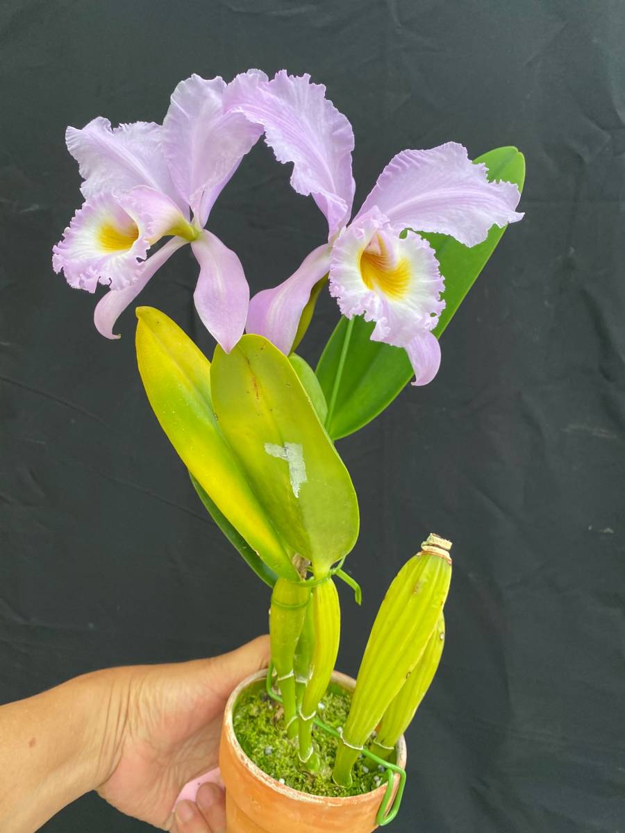 フランス産　アシナカコガネ　セット　Hoplia coerulea blue 蘭友会_JAOS on X: 