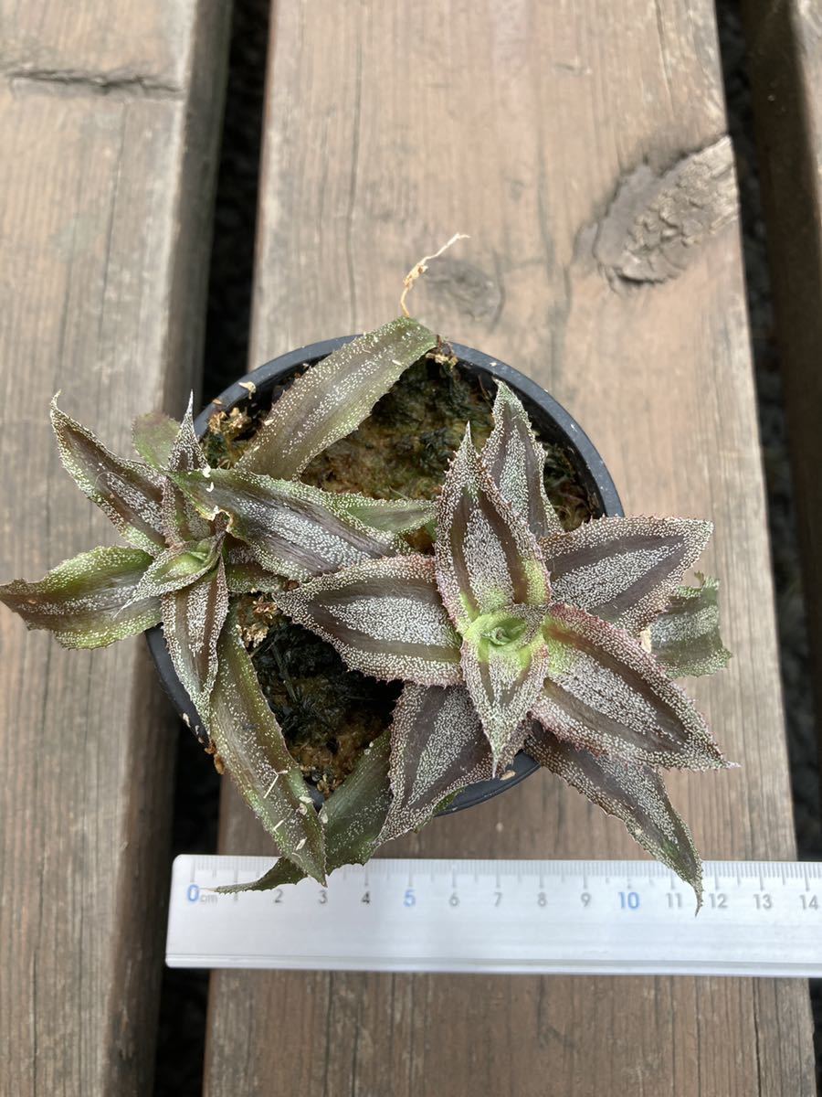 Cryptanthus lacerdae Menescal クリプタンサス・ラセルダエ