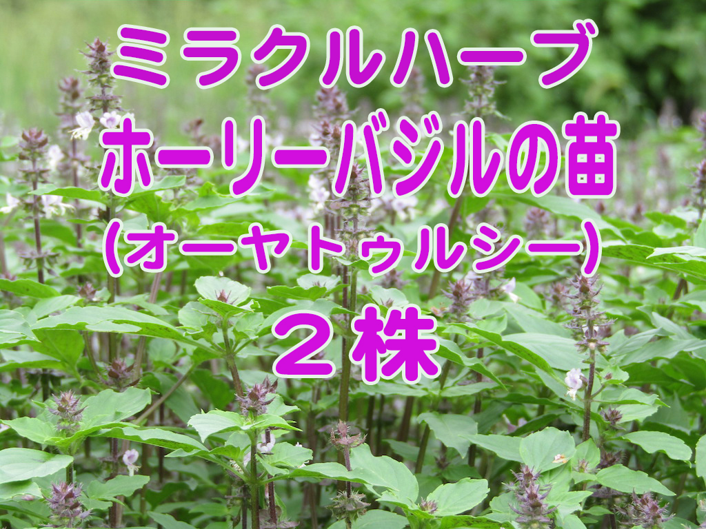 新品 ホーリーバジル オーヤトゥルシー の苗 ２株 の落札情報詳細 ヤフオク落札価格情報 オークフリー スマートフォン版