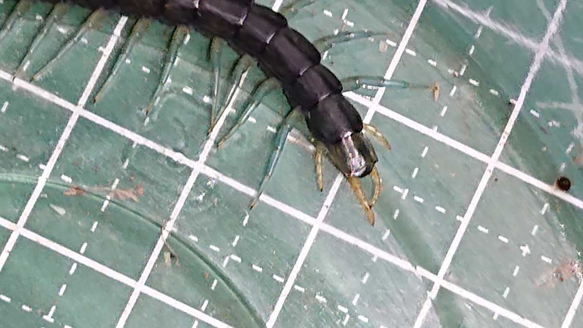 旧称 ヤンバルオオムカデ ちょい育ったベビー の落札情報詳細 ヤフオク落札価格情報 オークフリー スマートフォン版