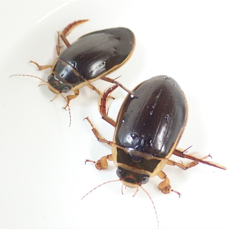 エゾヒラタヒメゲンゴロウ 3匹 しみじみ牙蟲: エゾヒラタヒメゲンゴロウ Colymbetes