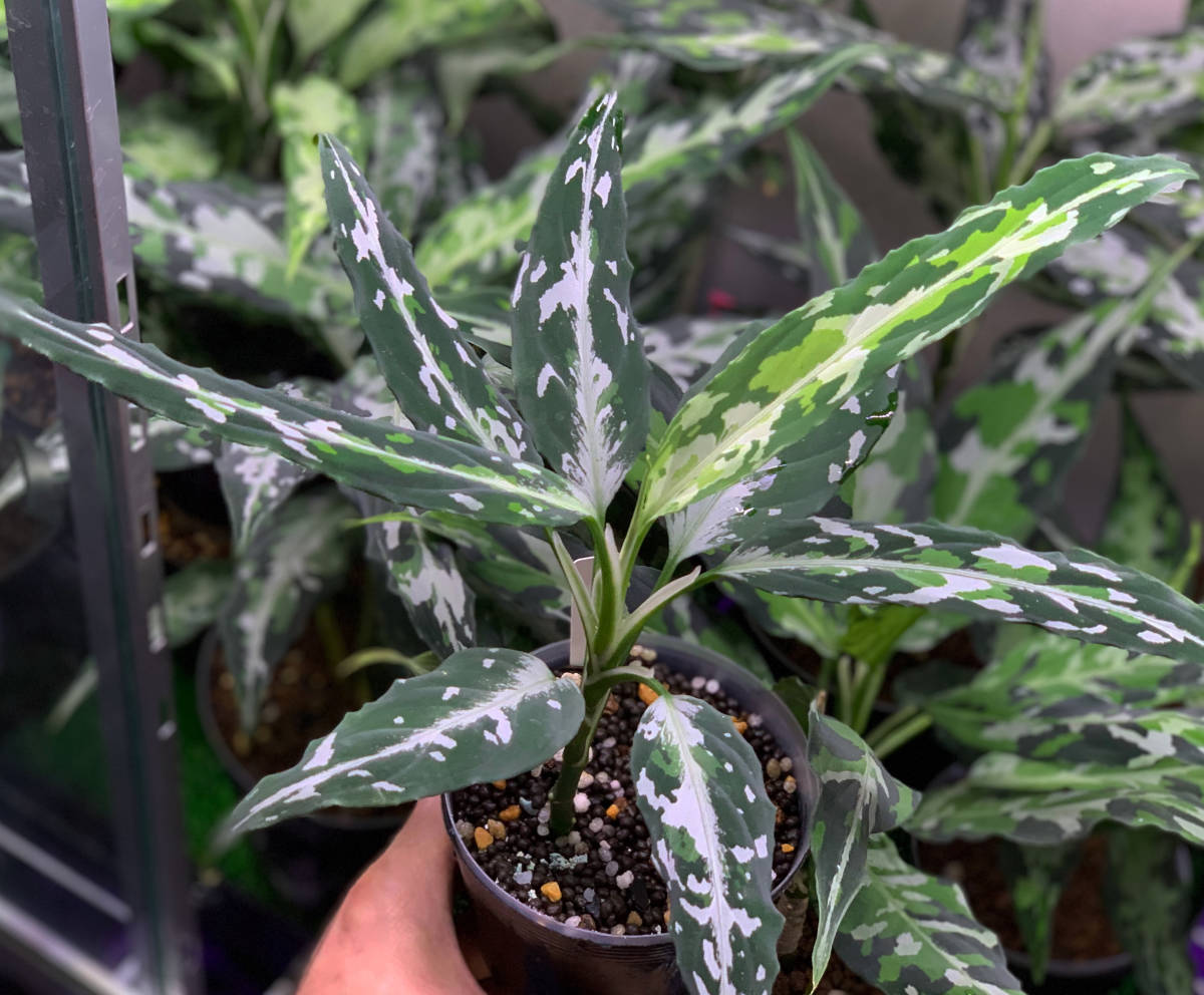 アグラオネマ　LA便 実生　LA1118-06b 妖鳥　aglaonema アグラオネマ LA便 実生 LA1118-06b 妖鳥 aglaonema - メルカリ