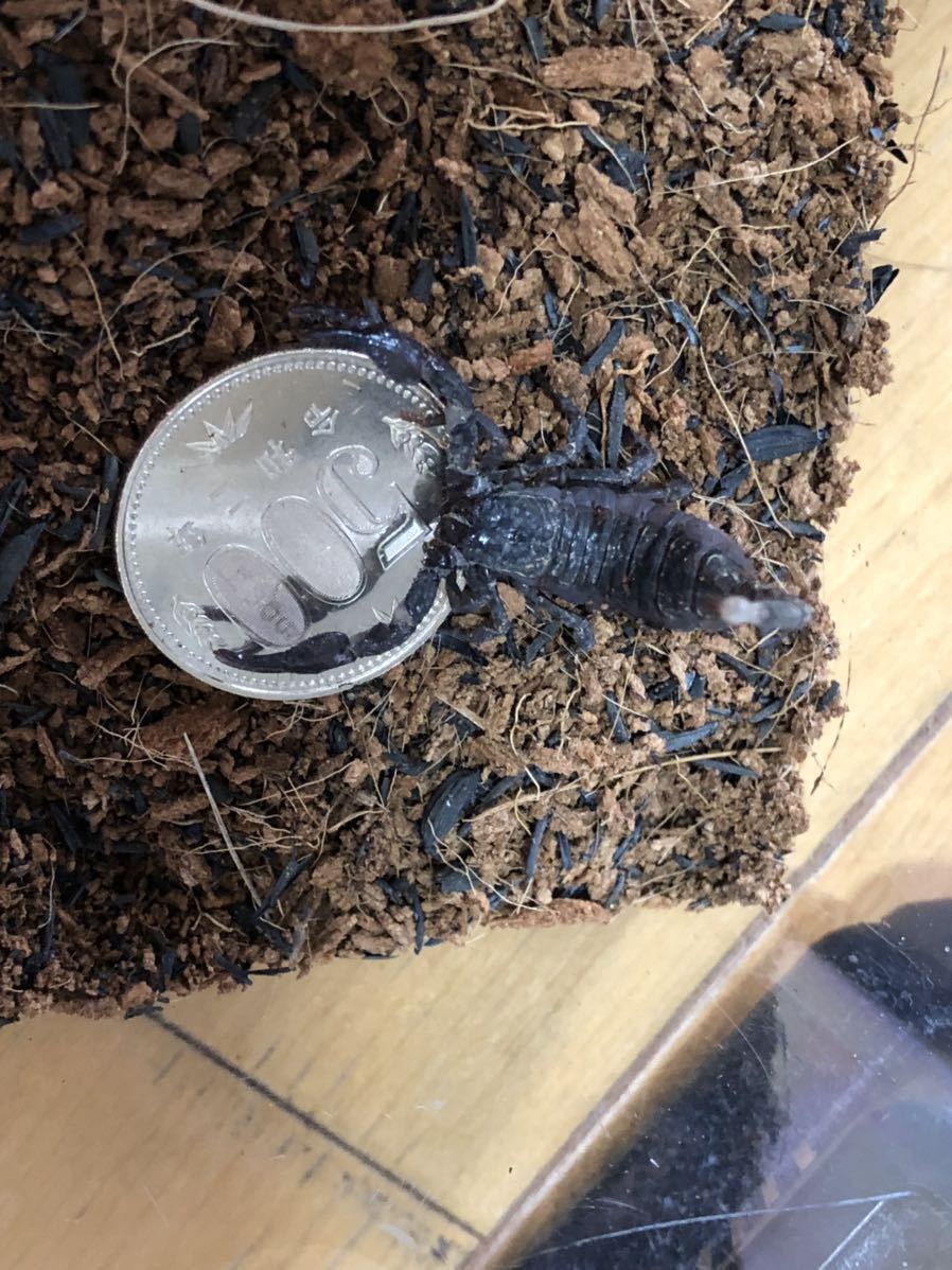 新品 ソウトウサソリ オオダイオウサソリ 自家繁殖個体 死着保証有り の落札情報詳細 ヤフオク落札価格情報 オークフリー スマートフォン版 新品 ソウトウサソリ オオダイオウサソリ 自家繁殖個体 死着保証有り の落札情報詳細 ヤフオク落札価格情報 オークフリー スマートフォン版