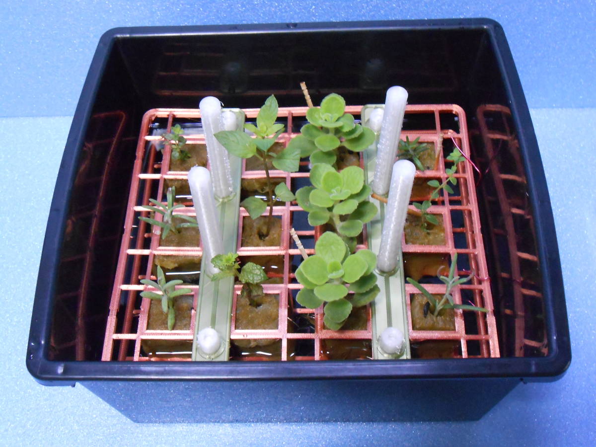 ハーブ６種セット アロマティカス ローズマリー ペパーミント ラベンダー他 挿し木 水耕栽培 苗d の落札情報詳細 ヤフオク落札価格情報 オークフリー スマートフォン版