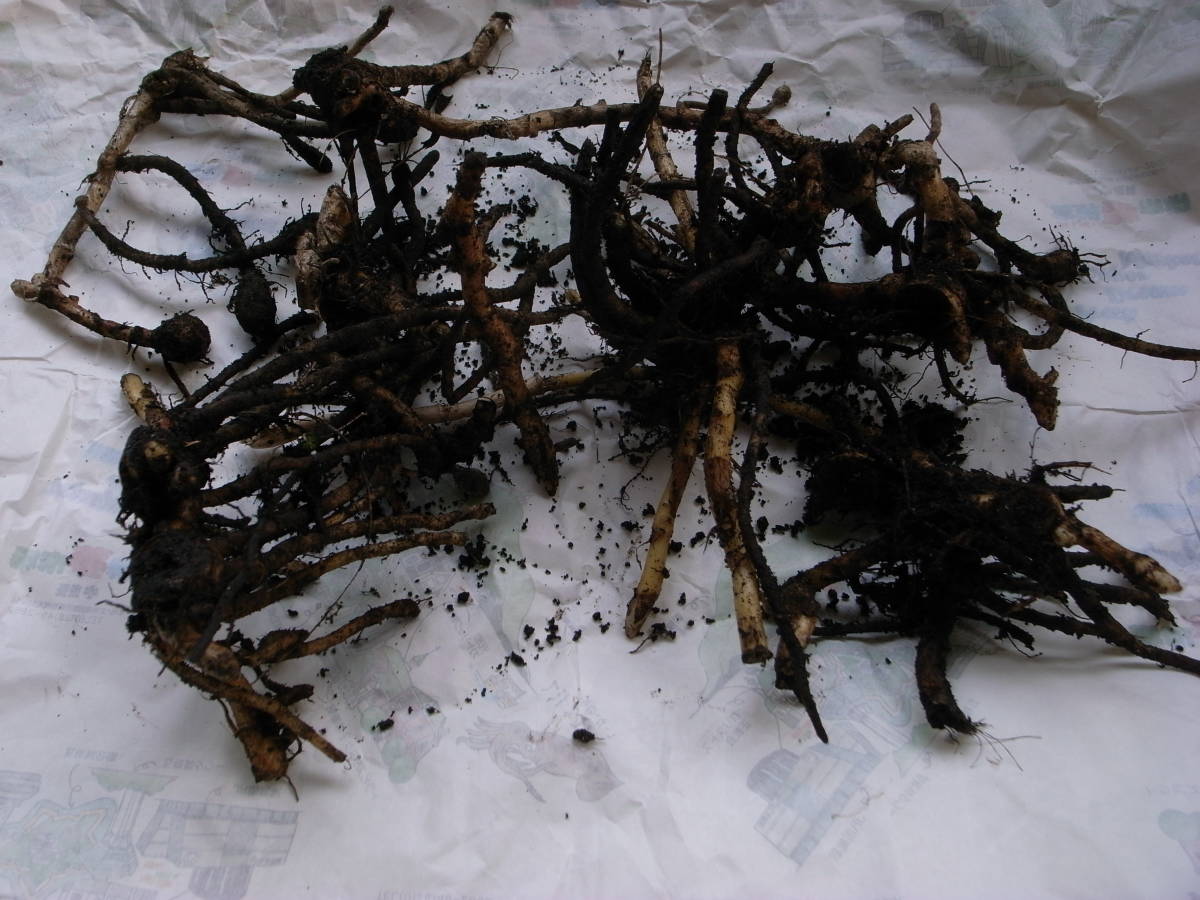 変色のため特価 中止 無農薬栽培ミョウガ 茗荷 の地下茎 送料無料受注製作品 その他 Rspg Spectrum Eu 変色のため特価 中止 無農薬栽培ミョウガ 茗荷 の地下茎 送料無料受注製作品 その他 Rspg Spectrum Eu