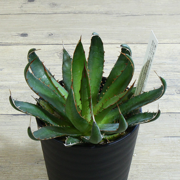 未使用】【アガベ】 ガルシアメンドーサ 3号 2 SG Agave garciae