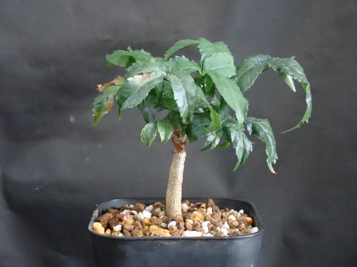 t*o様 CE11 コミフォラ エイル Commiphora sp.Ely 緑肌 ☆大人気商品☆ コミフォラ CE11 t*o様 エイル 緑肌 sp.Ely