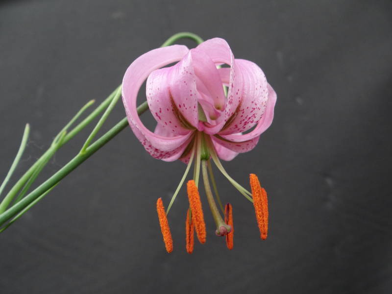 新品 山野草 松葉百合 マツバユリ 百合 の落札情報詳細 ヤフオク落札価格情報 オークフリー スマートフォン版