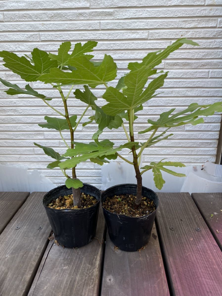 イチジク苗木 Iraq イラク イチジク 苗 イラク IRAQI