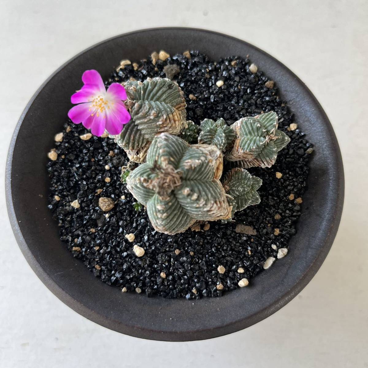 アズテキウム 紅籠 Aztekium valdezii サボテン 紅籠・Aztekium valdezii - 植物日誌