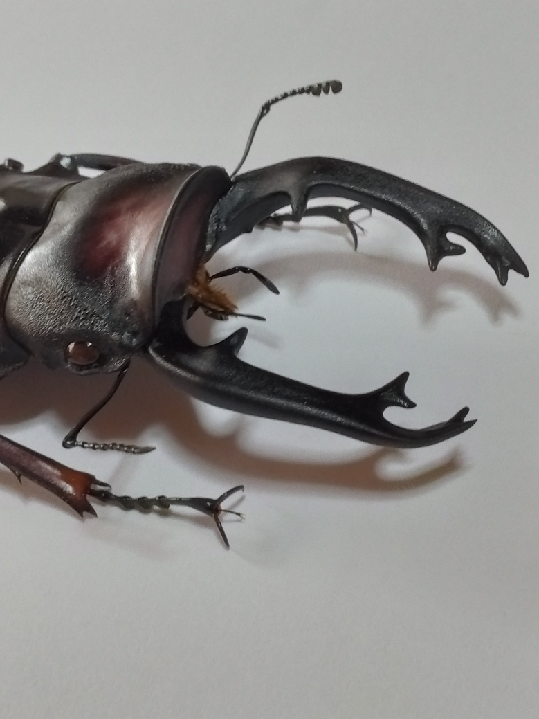 標本・展足済】 長歯特大 フェモラリスツヤクワガタ （ボルネオ亜種
