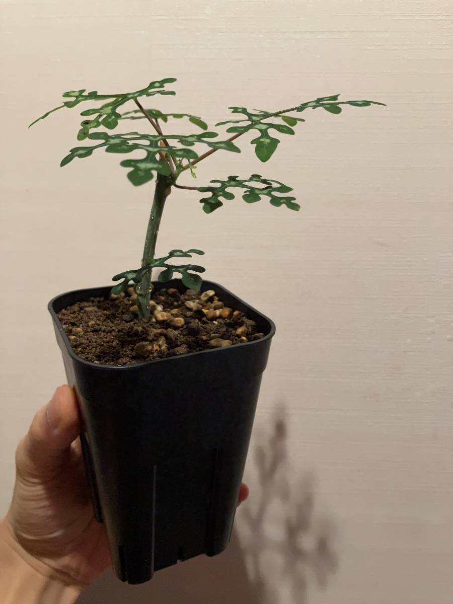 植物 Adenia perrieri アデニア ペリエリ 挿し木株 メタモルファ
