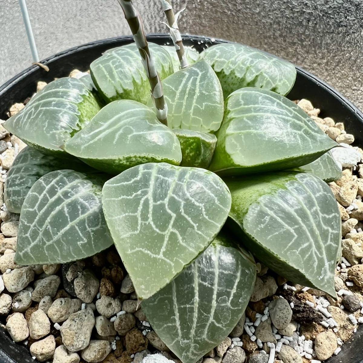 未使用】新品 多肉植物 ハオルチア 水晶コンプト102種子 100粒の落札