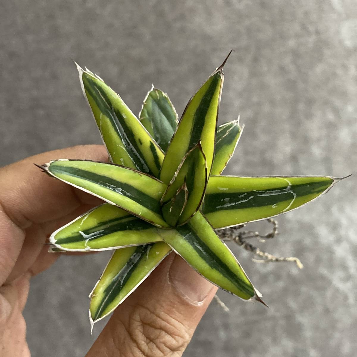 アガベ 笹の雪 黄中斑 多肉植物 の落札情報詳細 ヤフオク落札価格情報 オークフリー スマートフォン版