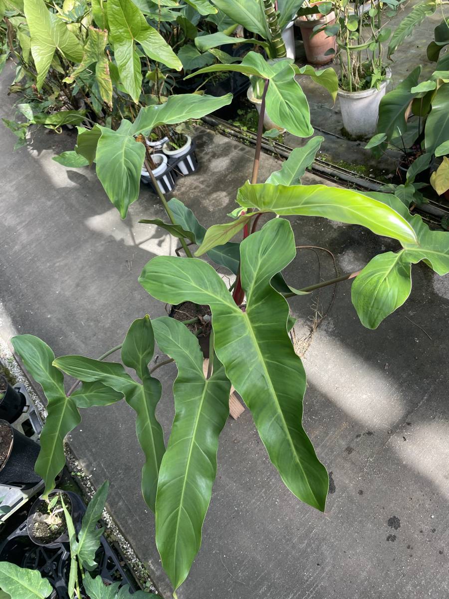 フィロデンドロンメキシカナムphilodendron mexicanum