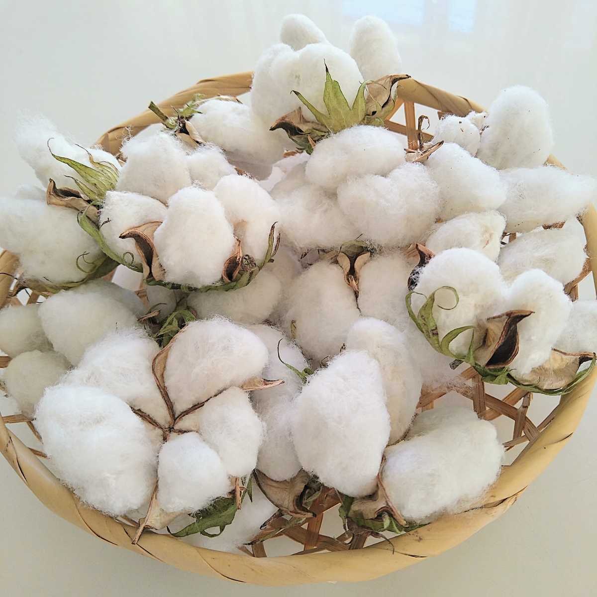 【未使用】綿花☆コットンフラワーの種 白花 約15粒前後 2022年採取 の落札情報詳細| ヤフオク落札価格情報 オークフリー