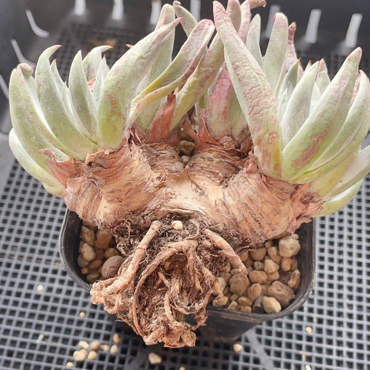 傷や汚れあり】ダドレア 仙女盃 古株 群 7頭っ子 第四種郵便送料無料  