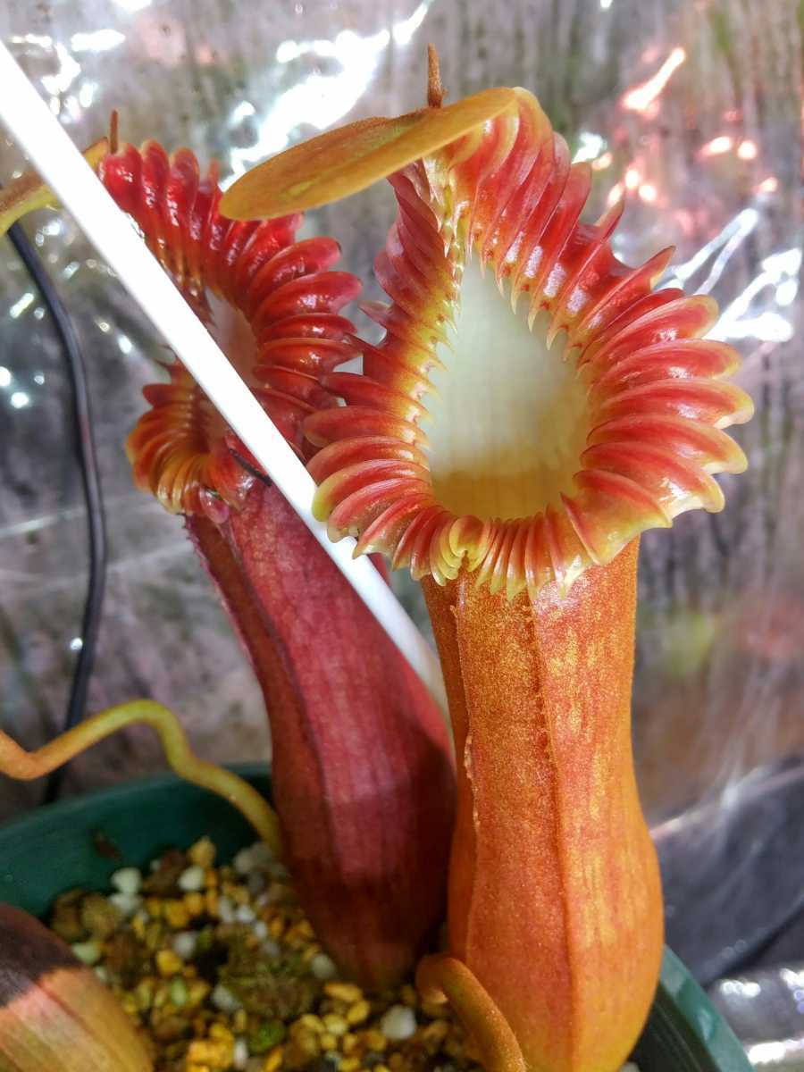 ☆1円スタート☆Nepenthes edwardsiana (ネペンテス