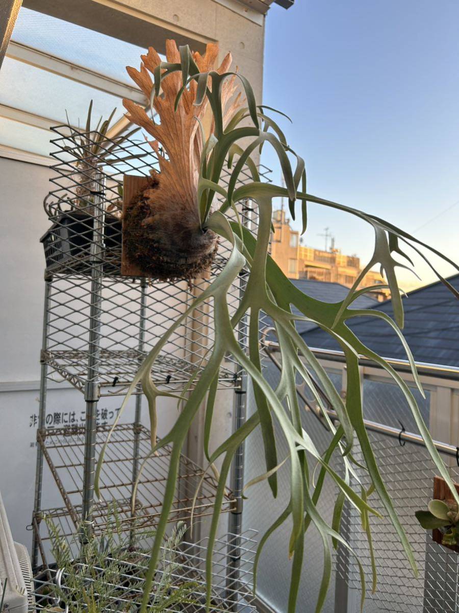 ビカクシダ ウィリンキー\