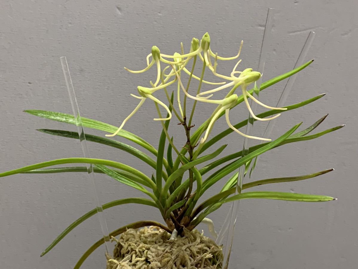 I.S.園芸・富貴蘭【花纏縞】